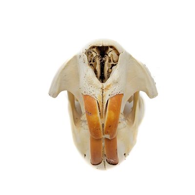 BEAVER SKULL #2 B QUALITY 16253