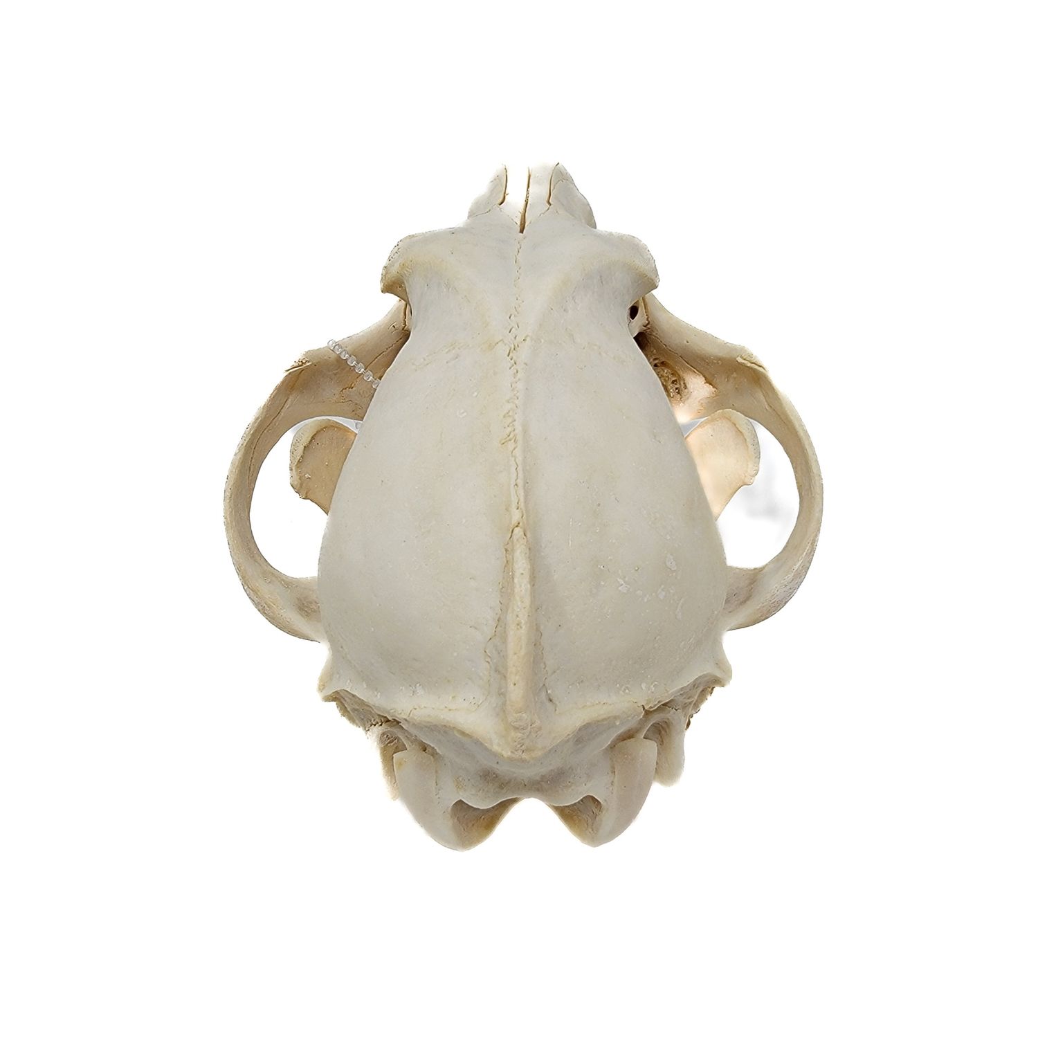 COYOTE SKULL #1 A QUALITY 584