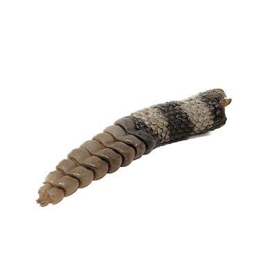 RATTLESNAKE TAIL OR KEYCHAIN WITH RATTLE 5540