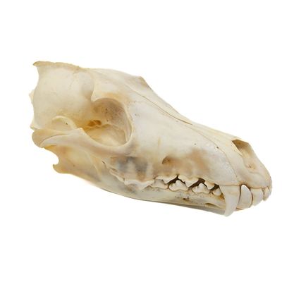 COYOTE SKULL #2 B QUALITY 247