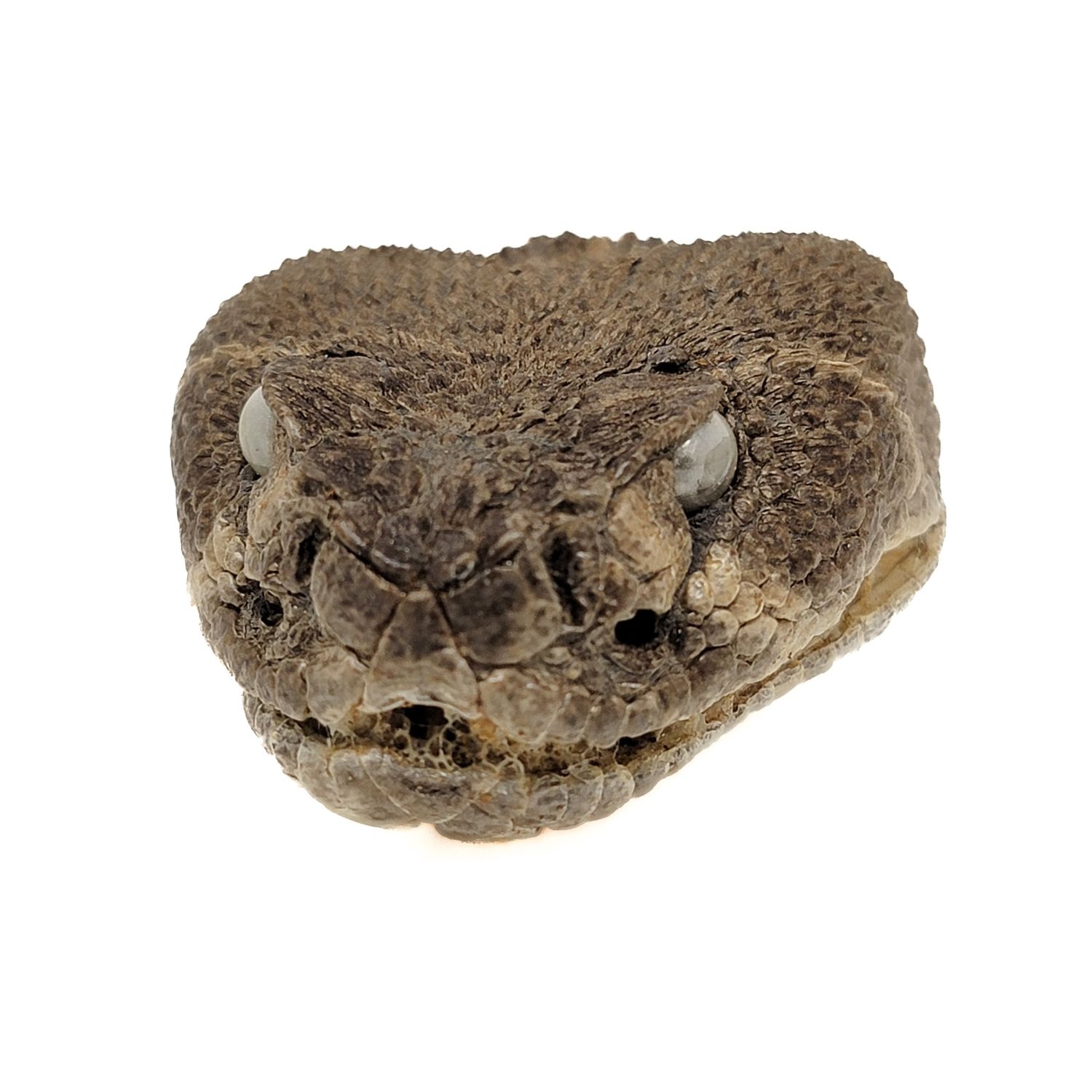 RATTLESNAKE HEAD FREEZE DRIED 4709