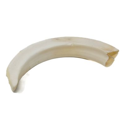 WARTHOG BOAR TUSK 16278