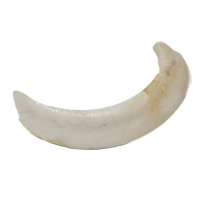 WARTHOG BOAR TUSK 16278