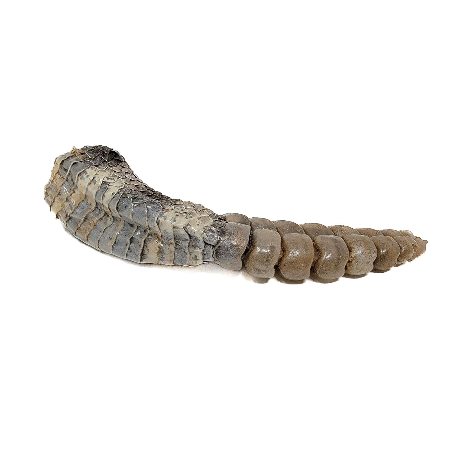 RATTLESNAKE TAIL OR KEYCHAIN WITH RATTLE 5540