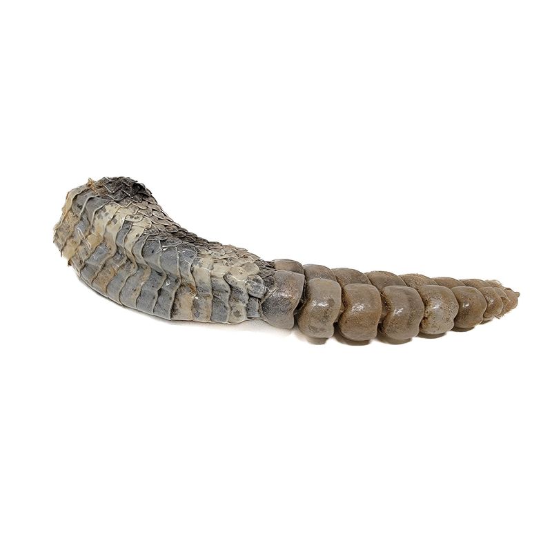 RATTLESNAKE TAIL OR KEYCHAIN WITH RATTLE 5540