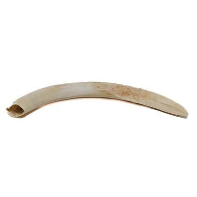 WARTHOG BOAR IVORY TUSK 240/LB MEDIUM 5443