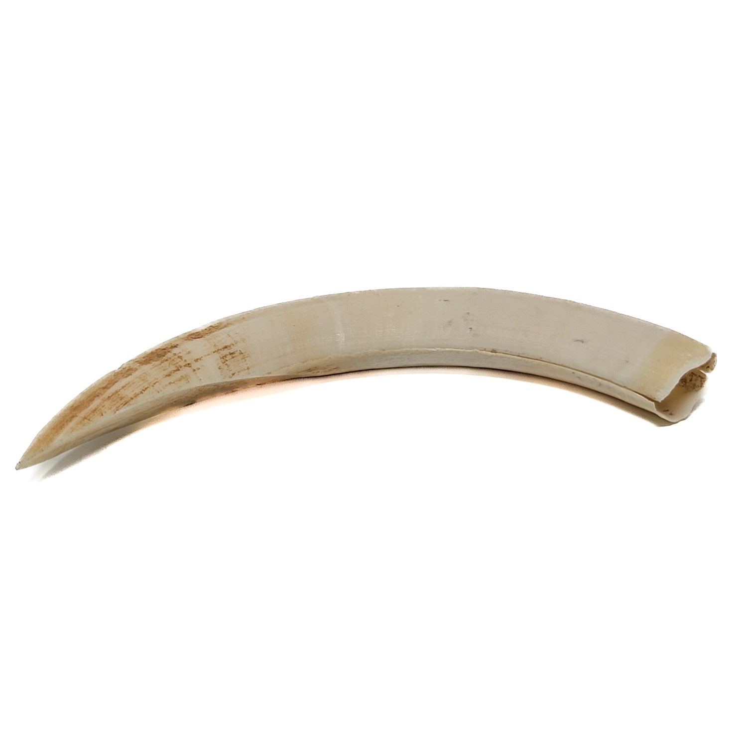 WARTHOG BOAR IVORY TUSK 240/LB MEDIUM 5443