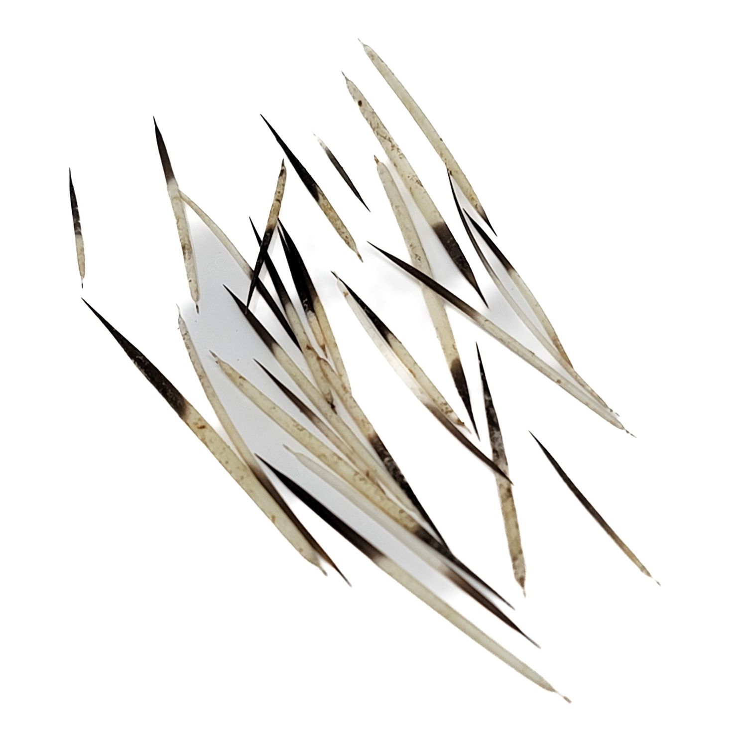 PORCUPINE QUILL AMERICAN IN .05oz BAG 16238