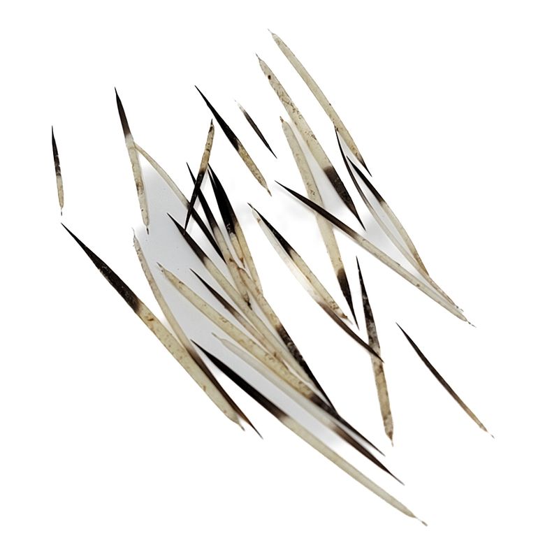 PORCUPINE QUILL AMERICAN IN .05oz BAG 16238