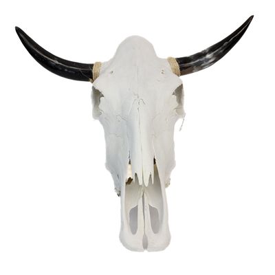 COW SKULL WITH POLISHED HORNS COMPLETELY CLEANED WITH NATURAL BONE AND HORNS. 20277