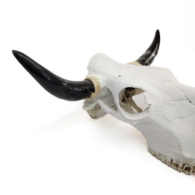 COW SKULL WITH POLISHED HORNS 20277