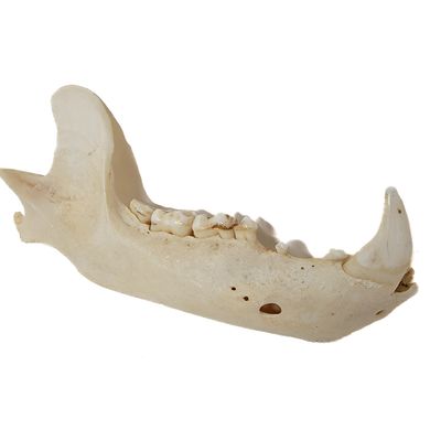 BEAR JAW WITH FANG AND TEETH 1406