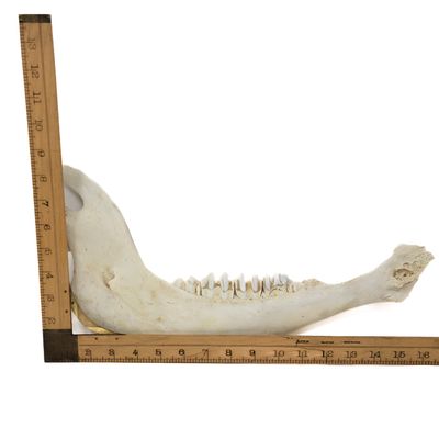 BISON JAW WITH TEETH. BUFFALO 1460
