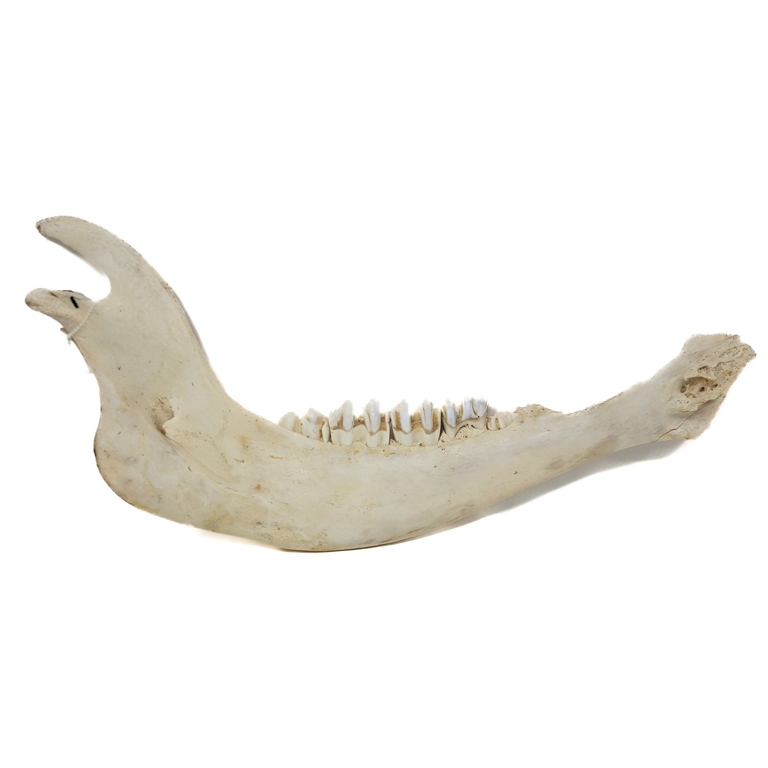 BISON JAW WITH TEETH. BUFFALO 1460