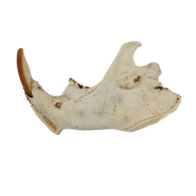 BEAVER JAW WITH TEETH 564