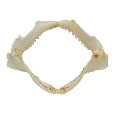 SHARK JAW WITH TEETH 5465