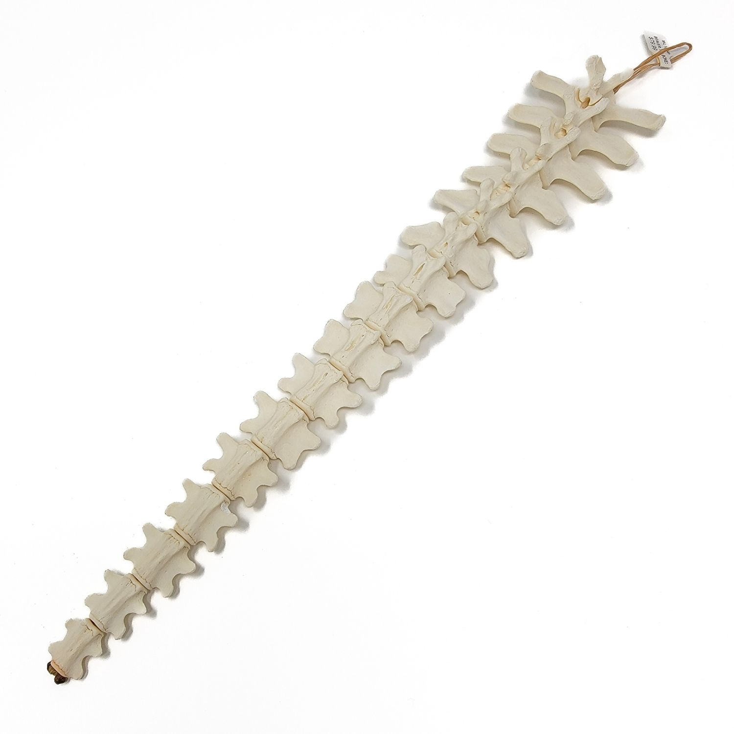BEAVER TAIL BONES ARTICULATION 15-16 BONES 19150
