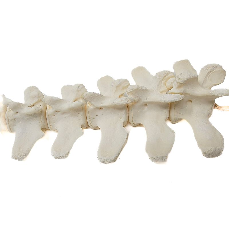 BEAVER TAIL BONES ARTICULATION 15-16 BONES 19150