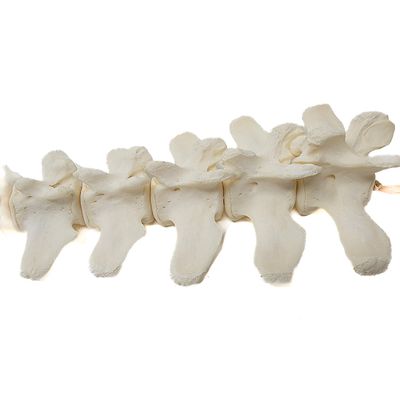 BEAVER TAIL BONES ARTICULATION 15-16 BONES 19150