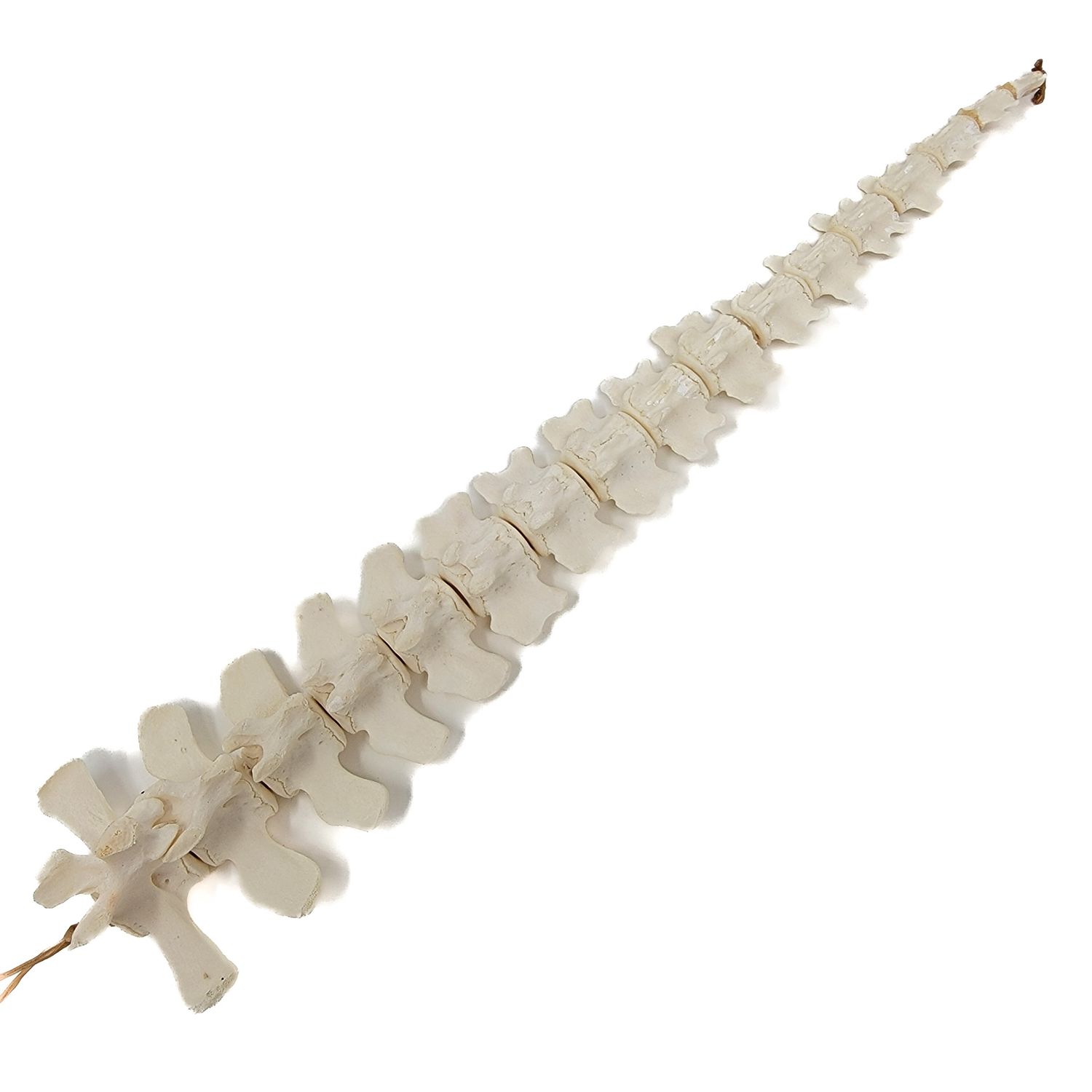 BEAVER TAIL BONES ARTICULATION 17-18 BONES 20680
