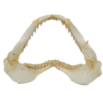 SHARK JAW WITH TEETH 5465