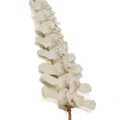 BEAVER TAIL BONES ARTICULATION 17-18 BONES 20680