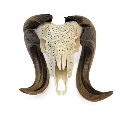 RAM SHEEP SKULL HAND CARVED 1269