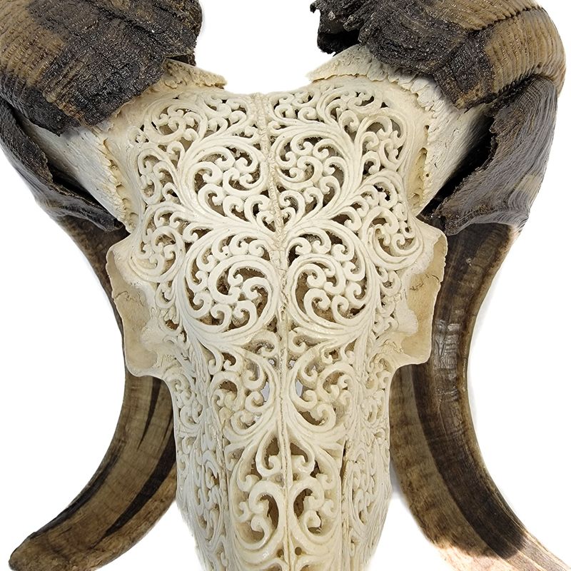 RAM SHEEP SKULL HAND CARVED 1269