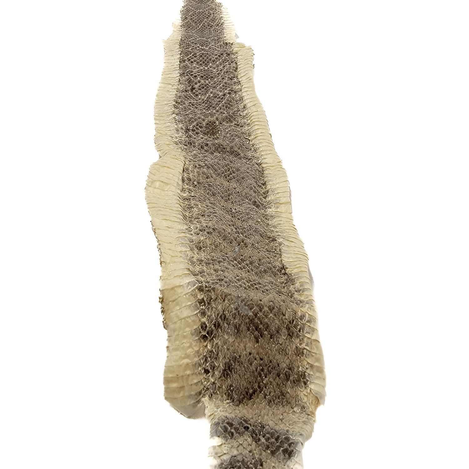 RATTLESNAKE HIDE SKIN 6368