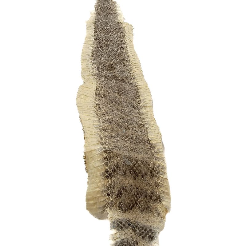 RATTLESNAKE HIDE SKIN 6368