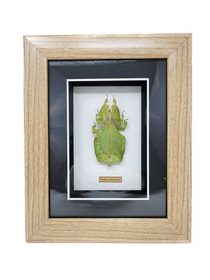 GUITAR BEETLE OR FLYING GECKO OR  TARANTULA OR LEAF GRASSHOPPER IN FRAMED SHADOW BOX 2225