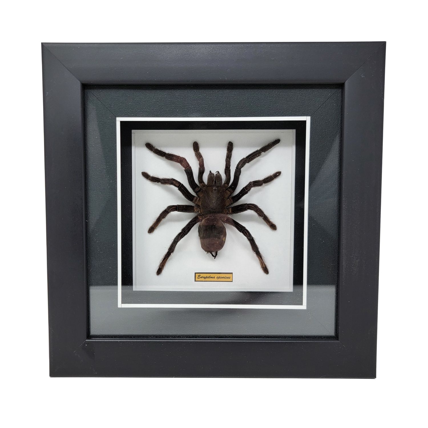 GUITAR BEETLE OR FLYING GECKO OR  TARANTULA OR LEAF GRASSHOPPER IN FRAMED SHADOW BOX 2225