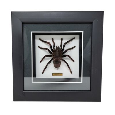 GUITAR BEETLE OR FLYING GECKO OR  TARANTULA OR LEAF GRASSHOPPER IN FRAMED SHADOW BOX 2225