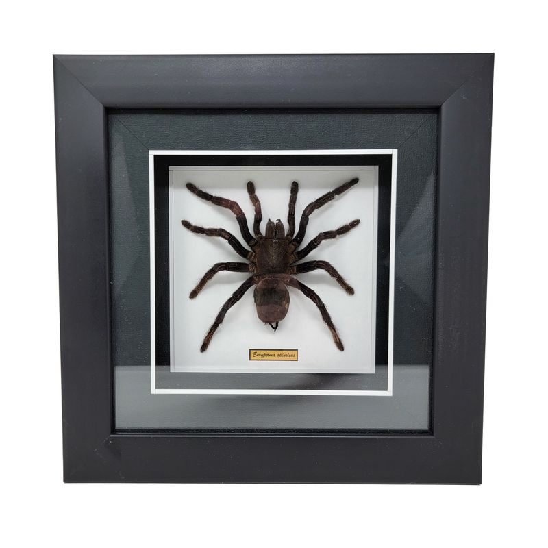 GUITAR BEETLE OR FLYING GECKO OR  TARANTULA OR LEAF GRASSHOPPER IN FRAMED SHADOW BOX 2225