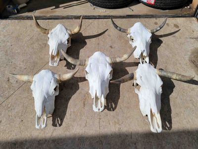 Top 10 Creative Ways to Use Real Cow Skulls For Home Decor