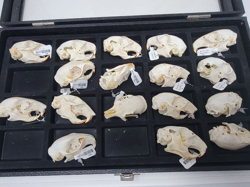 SQUIRREL SKULL #2 QUALITY 546