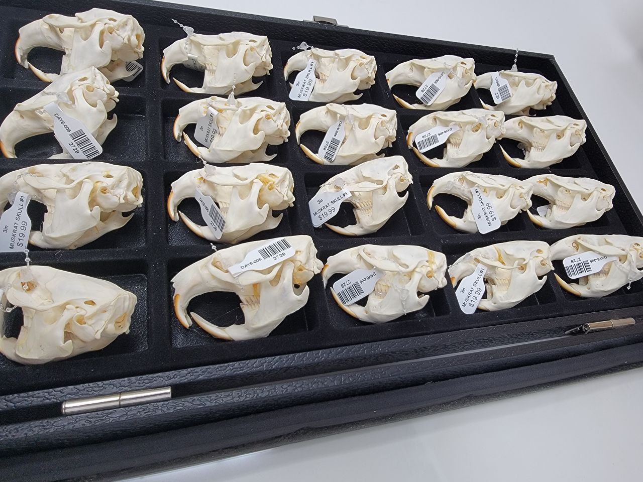 MUSKRAT SKULL #1 A QUALITY 2728