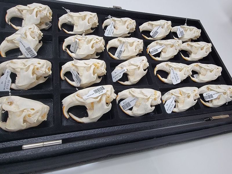 MUSKRAT SKULL #1 A QUALITY 2728