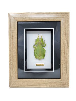 GUITAR BEETLE OR FLYING GECKO OR  LEAF GRASSHOPPER IN FRAMED SHADOW BOX 2225