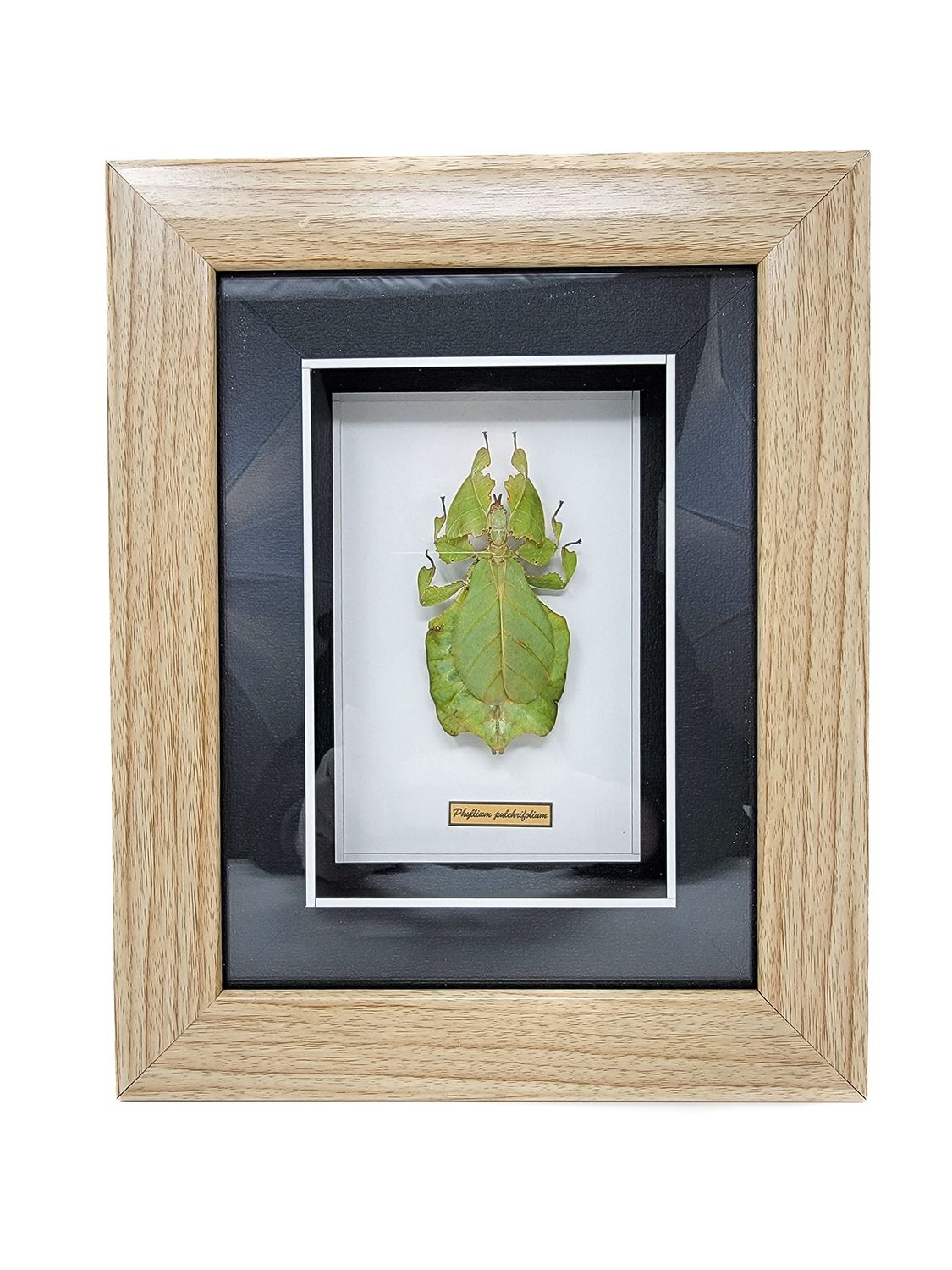 GUITAR BEETLE OR FLYING GECKO OR  LEAF GRASSHOPPER IN FRAMED SHADOW BOX 2225, Alternate Lookup: CHO16-243, Item #: 2225 Leaf  RKU7, Size: 10x12in 30cm