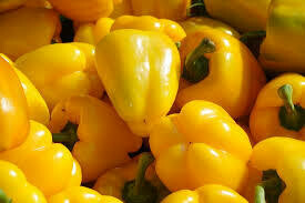 Capsicum - Yellow (Rapikama - kōwhai)