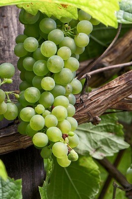 Grapes - Green seedless 500g   (Kerepi/ karepe - kakariki) Peru