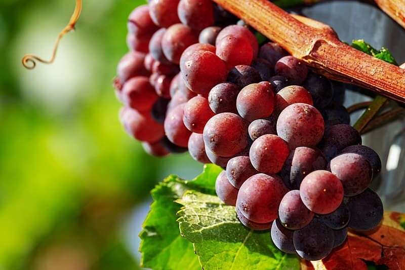 Grapes - Red 500g (Kerepi/karepe - whero) CHILE