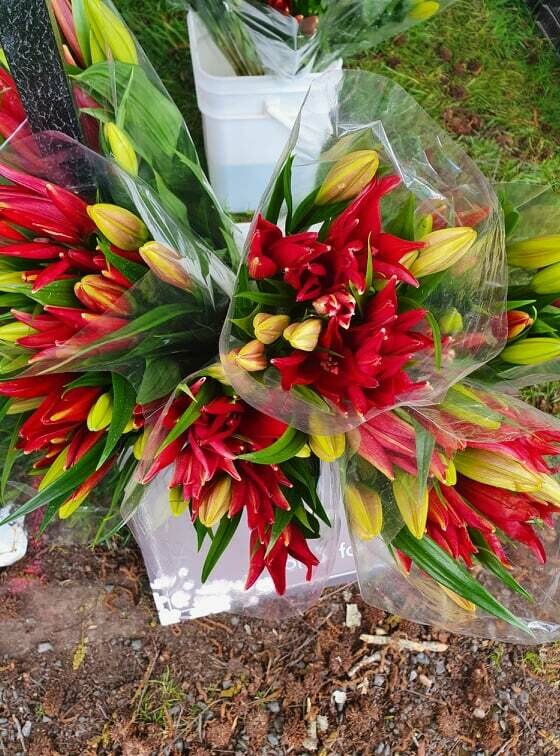 Lilies (rengarenga)