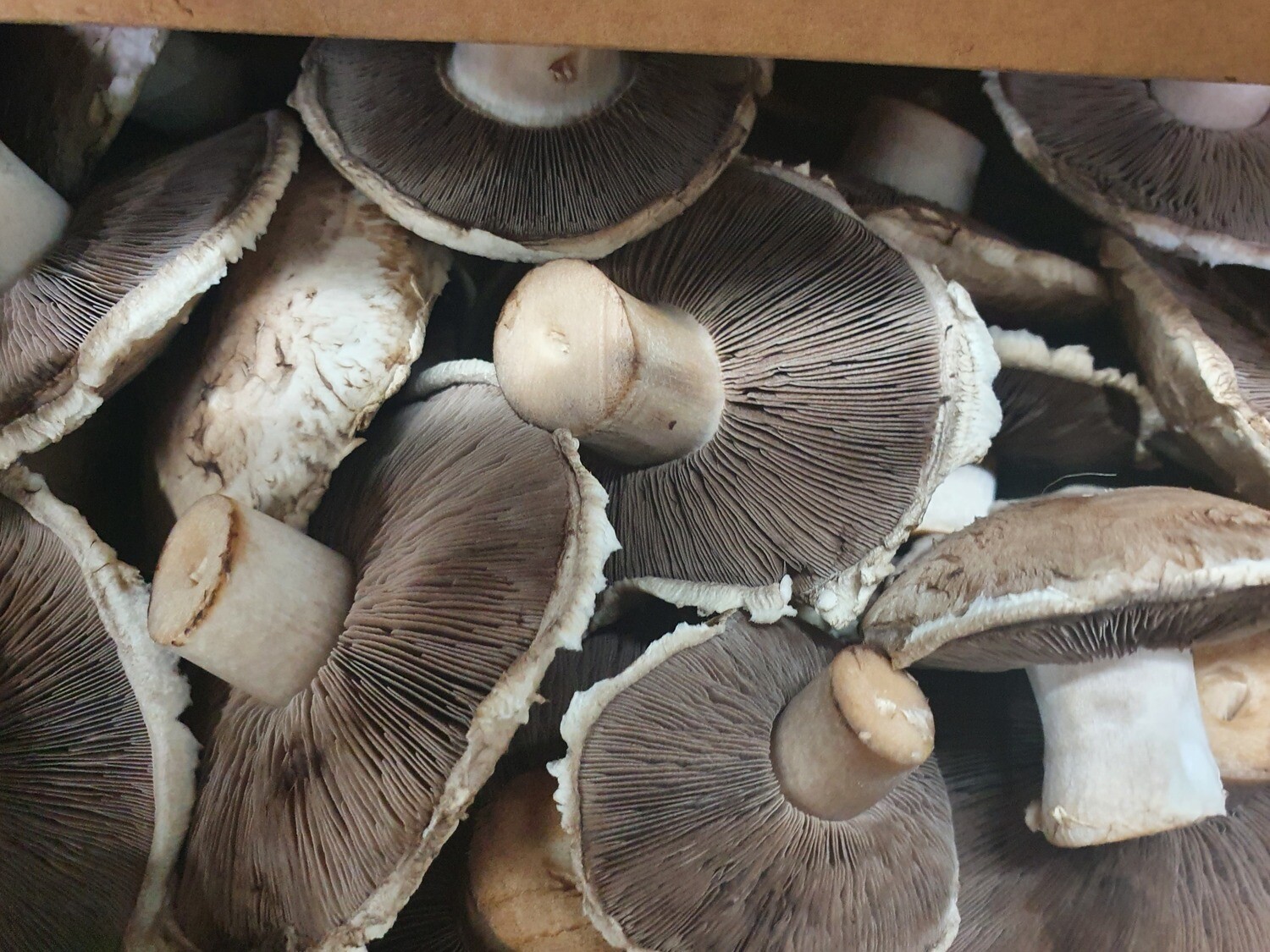 Mushrooms -  Portobello 250g Organic  (Whareatua)