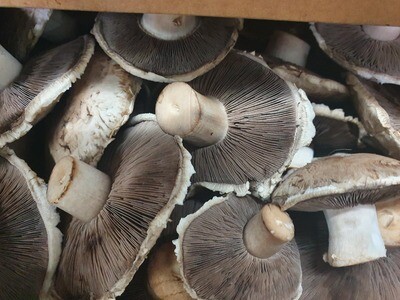 Mushrooms -  Portobello 250g Organic  (Whareatua)