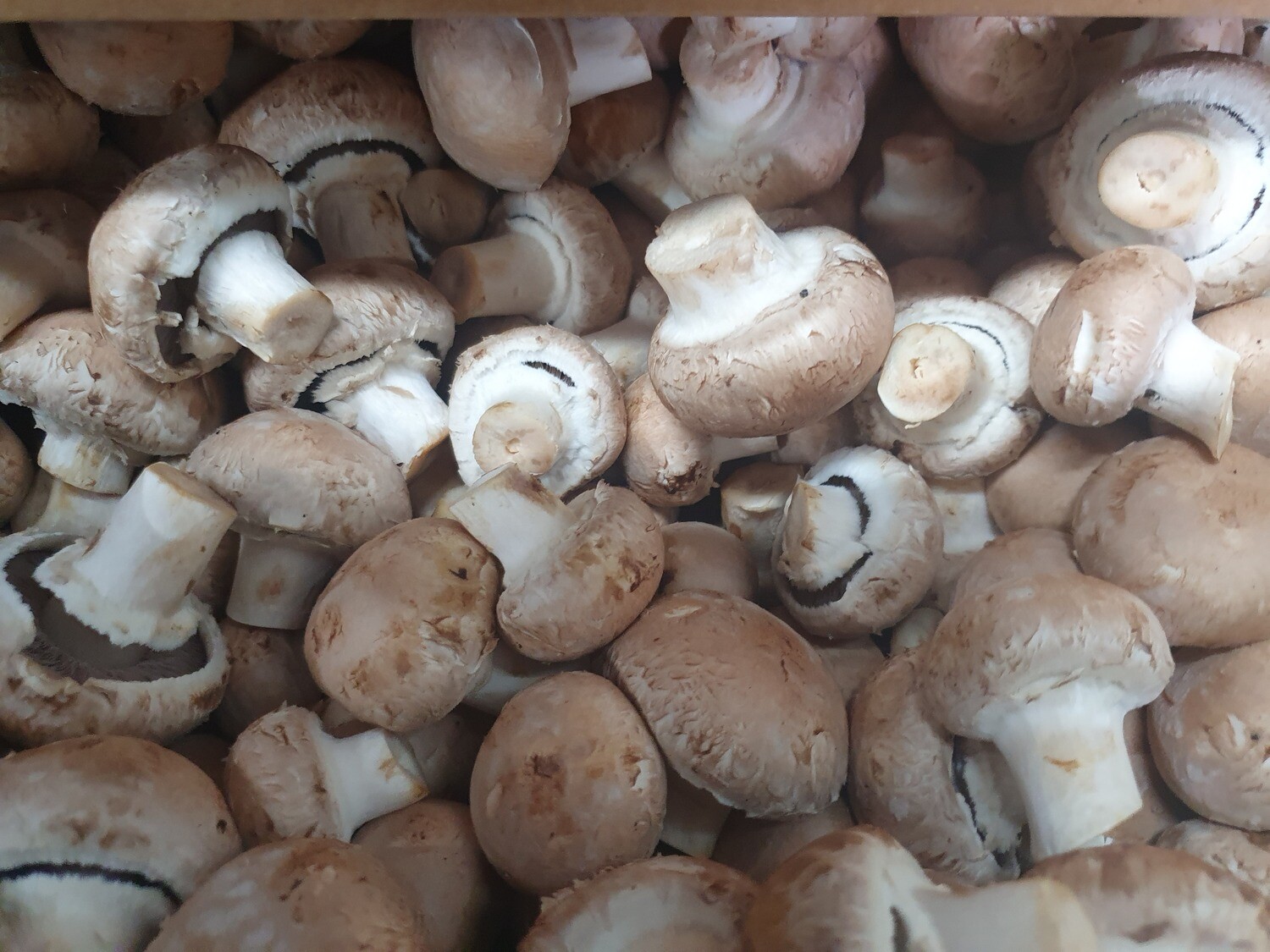 Mushrooms -  Brown Button 400g Organic (Whareatua)