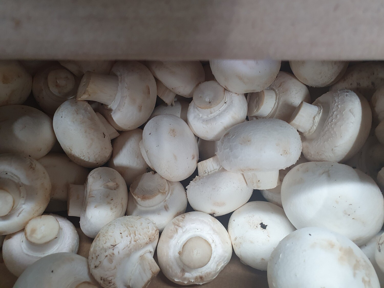 Mushrooms - White 400g Organic  (Whareatua)
