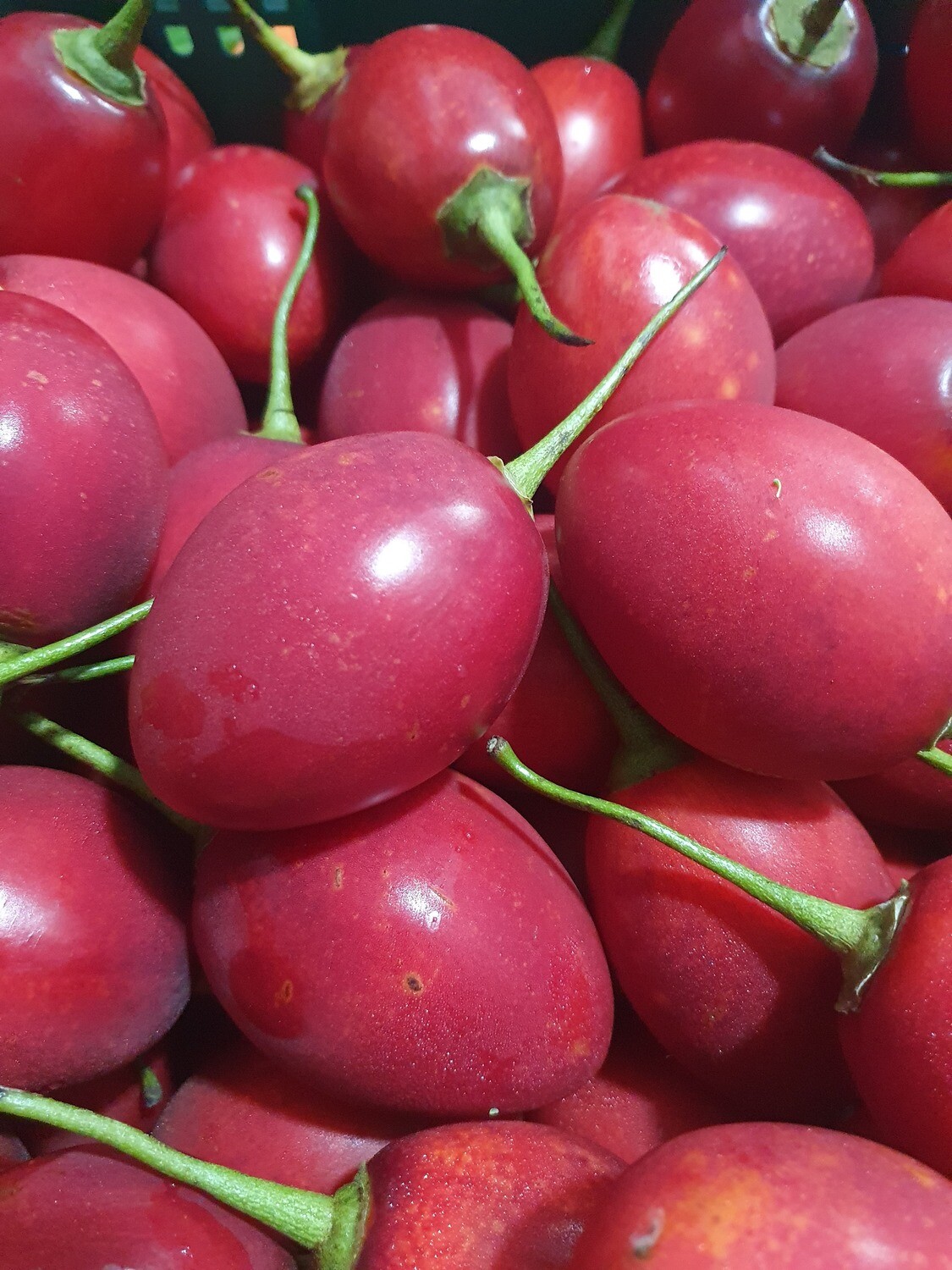 Tamarillo - new season kg
