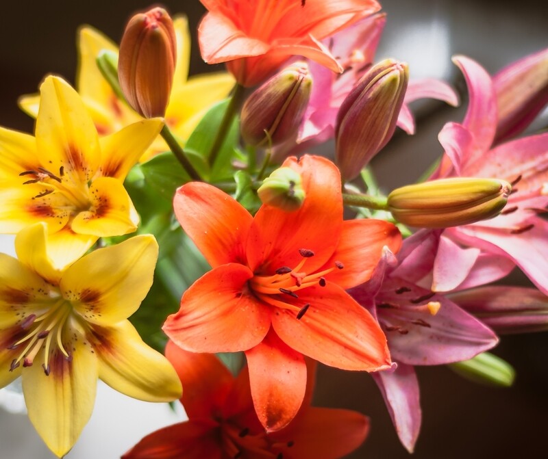 Lilies & Edible Flowers (puawai)